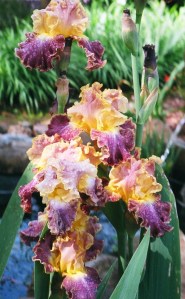 Bearded iris, one of many delights at the plant sale
